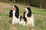 CAVALIER KING CHARLES 730